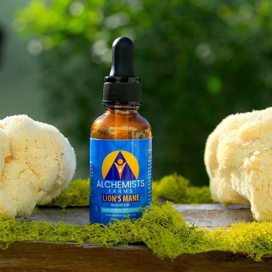 Lion’s Mane Mushroom Tincture